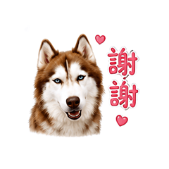 哈姬咪日常1