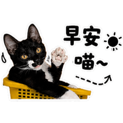 墨墨cat生活日常