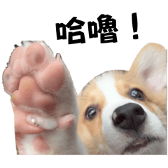 萌萌憨吉的日常生活