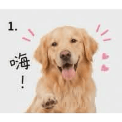 蔣氏貝拉跟念念的哥哥-蔣萊恩