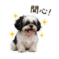 黑白西施犬毛毛 西施犬 Shih Tzu dog 小狗
