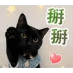 臭貓的問候
