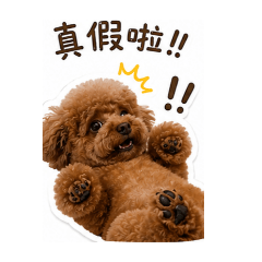 Teddy cute