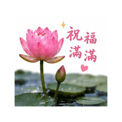 心花開小貼圖 16 睡蓮祝福篇