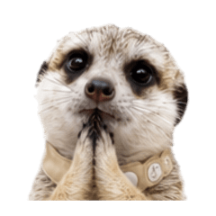 Goofy Meme Meerkat Vol. 1