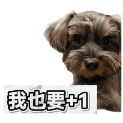 可愛樂樂❤️+1