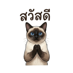 Chien the crazy cat.