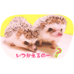 Hedgehogs mugi goma