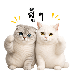 TOFU & NOMSOD : Everyday Cats