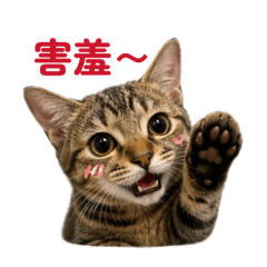 小虎斑日常①