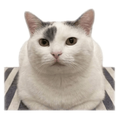 牛$$$