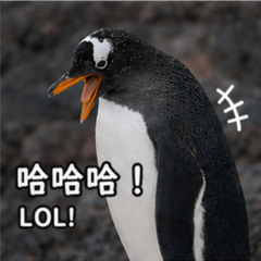 企鵝淡定回覆