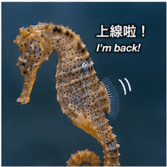 氣質海馬