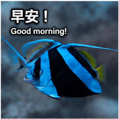 熱帶魚聊天室