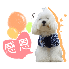 哥哥的日常用語