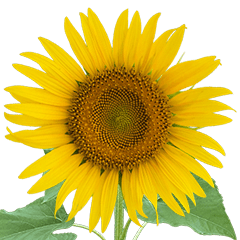 Vivid Sunflower Collection