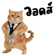 แมว