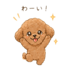 The daily life of a laid-back toy poodle