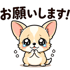 Cheerful Chihuahua 40