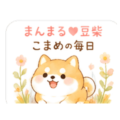 まんまる♡豆柴こまめの毎日