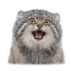 [No text]Cute, fluffy Pallas's cat1