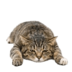 [No text]A negative cat.