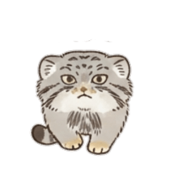 [No text]Cute, fluffy Pallas's cat4