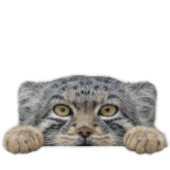 [No text]Cute, fluffy Pallas's cat2
