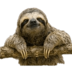 [No text]A sloth