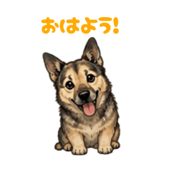 Big-kun, a cute Shepherd with short legs