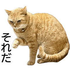 Haku CHACHA HukuMaru