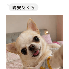 《吉娃娃》日常問候附自拍