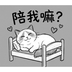 布偶貓 卯咪