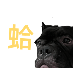 阿財狗狗日常2