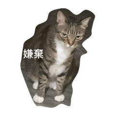 超懶懶貓貓