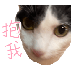 槌槌