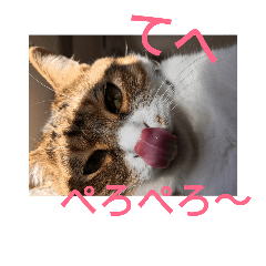 Chataro meow meow STAMP 02