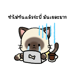 Thai cat funny12
