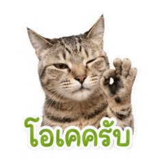 Minimay_20260722141822