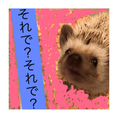 Hedgehog and Illustration Stamps