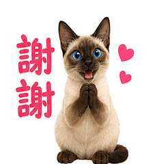 大眼暹羅貓・陪你聊天