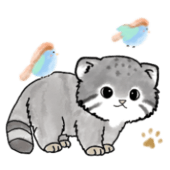 Lovely Pallas's cat and sparrow buddies