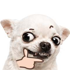 chihuahua mad dog