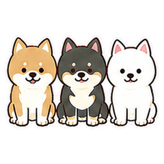 感情超好的柴犬三兄弟