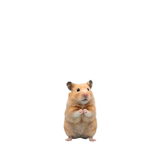 【小さく表示される】ゴールデンハムスター