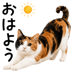 Lovely Calico Cat Daily Chat