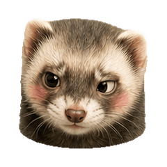 Round Ferret Faces