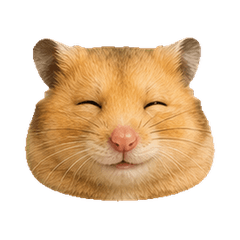 Round Golden Hamster Faces