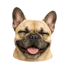 Round French Bulldog Faces