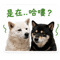 多多可可4